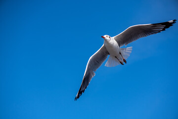 Seagulls flying on the beautiful blue sky, some chasing after food to eat at Bangpu, Samutprakarn in Thailand.