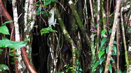 Detailed close-up of tree trunks covered with moss and aerial roots in a tropical forest. The natural texture of bark, green growth, and creeping vines highlights the raw beauty of wilderness