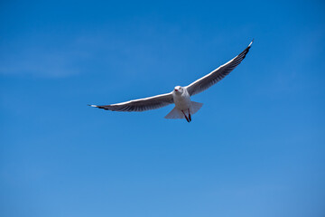 Seagulls flying on the beautiful blue sky, some chasing after food to eat at Bangpu, Samutprakarn in Thailand.