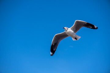 Seagulls flying on the beautiful blue sky, some chasing after food to eat at Bangpu, Samutprakarn in Thailand.