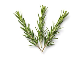 Fototapeta premium Three sprigs of fresh rosemary herb, isolated on white background