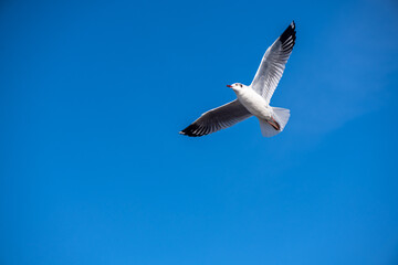 Seagulls flying on the beautiful blue sky, some chasing after food to eat at Bangpu, Samutprakarn in Thailand.