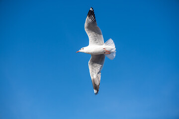 Seagulls flying on the beautiful blue sky, some chasing after food to eat at Bangpu, Samutprakarn in Thailand.