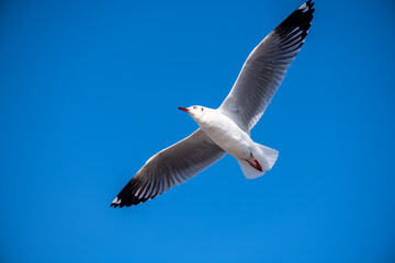 Seagulls flying on the beautiful blue sky, some chasing after food to eat at Bangpu, Samutprakarn in Thailand.