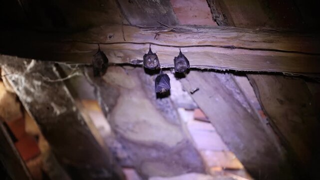 4 chauve souris accroch&eacute;es &agrave; la poutre se nettoient