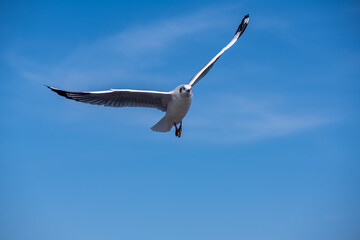 Seagulls flying on the beautiful blue sky, some chasing after food to eat at Bangpu, Samutprakarn in Thailand.