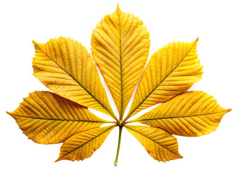 A vibrant yellow horse chestnut leaf against a stark black background