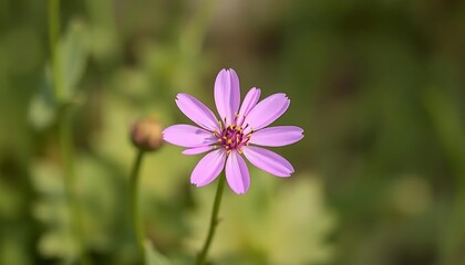 Close up of pink aster flower in bloom with yellow center and green background in garden