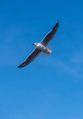 Seagulls flying on the beautiful blue sky, some chasing after food to eat at Bangpu, Samutprakarn in Thailand.