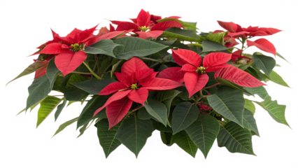 A vibrant cluster of scarlet poinsettias flourishing on a clean background PNG. AI GENERATED.
