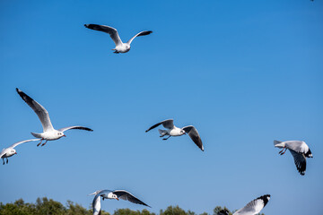 Seagulls flying on the beautiful blue sky, some chasing after food to eat at Bangpu, Samutprakarn in Thailand.
