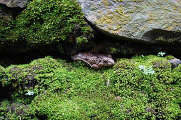 frog hiding among mossy rocks.in detail