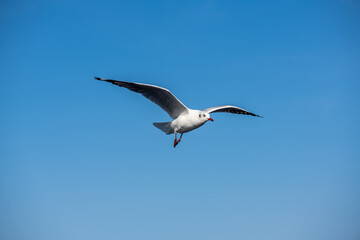 Seagulls flying on the beautiful blue sky, some chasing after food to eat at Bangpu, Samutprakarn in Thailand.