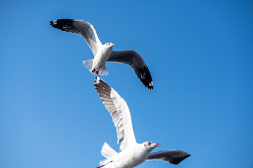 Seagulls flying on the beautiful blue sky, some chasing after food to eat at Bangpu, Samutprakarn in Thailand.