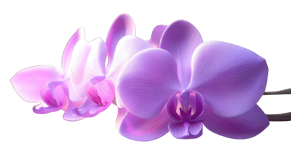 Close-up of two delicate, light purple orchids