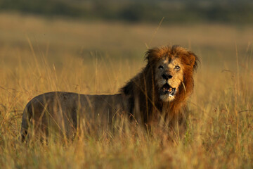 Portrait of a male lion with one eye at Masai Mara, Kenya