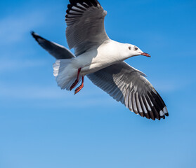 Seagulls flying on the beautiful blue sky, some chasing after food to eat at Bangpu, Samutprakarn in Thailand.
