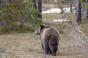 Naklejka premium Grizzly Bear in Grand Teton National Park Wyoming in Springtime
