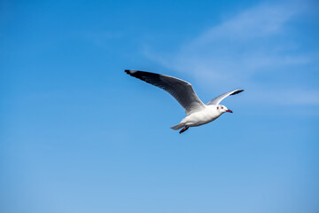 Seagulls flying on the beautiful blue sky, some chasing after food to eat at Bangpu, Samutprakarn in Thailand.
