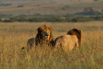 A pair of male lion in Savannah grassland at Masai Mara, Kenya