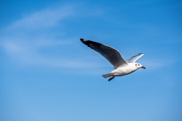 Seagulls flying on the beautiful blue sky, some chasing after food to eat at Bangpu, Samutprakarn in Thailand.