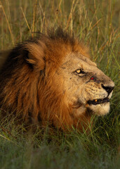 Portrait of a male lion with fresh scar mark on face, Masai Mara, Kenya