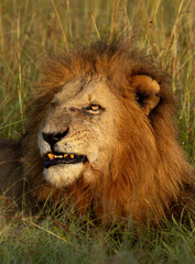 Portrait of a male lion with a fresh scar near eye, Masai Mara, Kenya