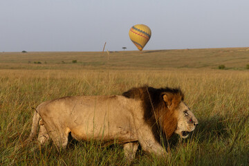 A male lion walking in the grassland with a hot air balloon at the backdrop, Masai Mara, Kenya