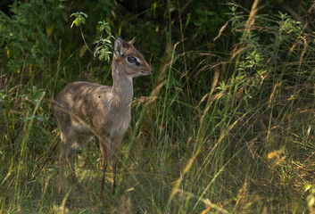 Portrait of a Krik dik dik antelope near a bush at Masai Mara, Kenya