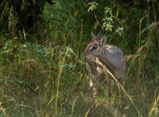 Krik dik dik antelope in Masai Mara grassland