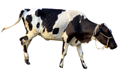 Holstein Friesian Cow (Bos taurus) Isolated on a White Background with Copy Text Space. Prominent Dairy Cattle Breed Element for Farm Posters, Cultural Themes, and Nature-Inspired Designs. PNG File
