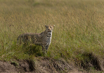 Portrait of a leopard on green at Masai Mara, Kenya
