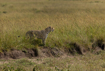 Leopard observing the grassland of Savanah at Masai Mara, Kenya.