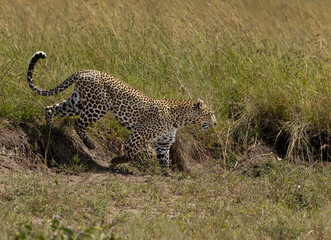 A leopard walking in the grassland of Masai mara, Kenya