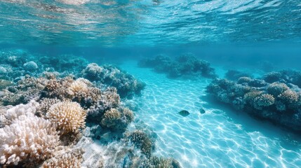 Vibrant Underwater Coral Reef Scene in Turquoise Water