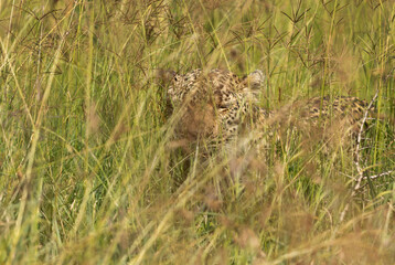 Leopard walking in the grasses at Masai Mara, Kenya.