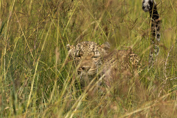 Leopard walking in the grasses at Masai Mara.