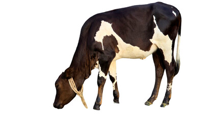 Holstein Friesian Cow (Bos taurus) Isolated on a White Background with Copy Text Space. Prominent Dairy Cattle Breed Element for Farm Posters, Cultural Themes, and Nature-Inspired Designs. PNG File