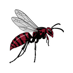 Wasps on a white background