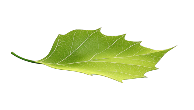 Close-up of a bright green leaf against a black background. Leaf edge detailed