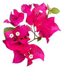 Bougainvillea Glabra Flower with Pink Petals