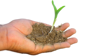 Hand Holding Young Corn Plant (Zea mays) with Fertile Soil Isolated on a White Background with Copy Text Space. Agricultural Growth Element for Farming Posters, Educational Themes, and Nature-Inspired