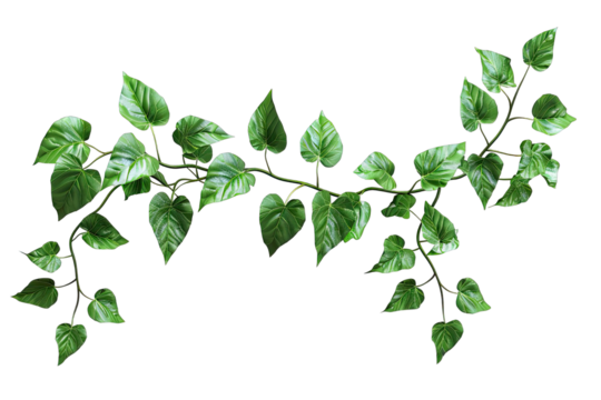 Green vine with leaves against black background