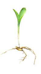 Monocotyledonous Corn Seedling (Zea mays) with Root System and Single Embryonic Leaf Isolated on a White Background with Copy Text Space. Agricultural Plant Element for Farming Posters, Educational 