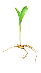 Monocotyledonous Corn Seedling (Zea mays) with Root System and Single Embryonic Leaf Isolated on a White Background with Copy Text Space. Agricultural Plant Element for Farming Posters, Educational 