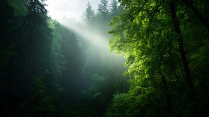 Fototapeta premium Enchanting forest landscape with sunbeams filtering through lush green foliage