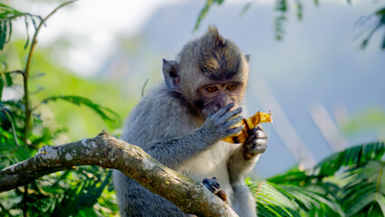 Macaca fascicularis (Monyet kra, kera ekor panjang, monyet ekor panjang) on the tree. These monkeys often form groups of up to 20-30 individuals.