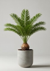 Obraz premium Sago Palm in Concrete Pot: Modern Indoor Plant Decor
