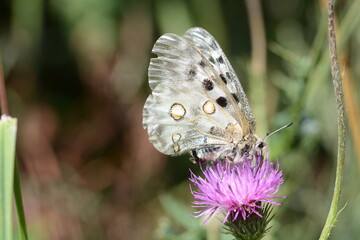 Parnassius apollo | Apollon