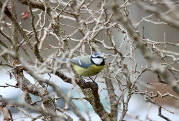 Tit eating sunflower seed in winter